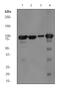 Eukaryotic Translation Elongation Factor 2 antibody, ab75748, Abcam, Western Blot image 