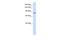 Protocadherin Alpha Subfamily C, 1 antibody, A17146, Boster Biological Technology, Western Blot image 