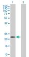 COMM Domain Containing 10 antibody, H00051397-B01P, Novus Biologicals, Western Blot image 