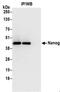 Nanog Homeobox antibody, NB100-58842, Novus Biologicals, Immunoprecipitation image 
