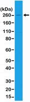 Acetyl-CoA carboxylase antibody, MA5-24700, Invitrogen Antibodies, Western Blot image 