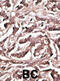 Autophagy Related 7 antibody, abx030053, Abbexa, Immunohistochemistry paraffin image 