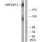 ADP Ribosylation Factor Guanine Nucleotide Exchange Factor 2 antibody, A04212, Boster Biological Technology, Western Blot image 