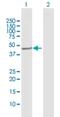 Cytochrome P450 Family 20 Subfamily A Member 1 antibody, H00057404-D01P, Novus Biologicals, Western Blot image 