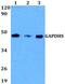 Glyceraldehyde-3-Phosphate Dehydrogenase, Spermatogenic antibody, PA5-75762, Invitrogen Antibodies, Western Blot image 