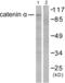Catenin Alpha 1 antibody, abx013029, Abbexa, Western Blot image 
