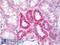 Microtubule Affinity Regulating Kinase 2 antibody, LS-B7503, Lifespan Biosciences, Immunohistochemistry paraffin image 