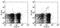 TCR Gamma antibody, 15-5711-81, Invitrogen Antibodies, Flow Cytometry image 