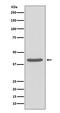 Sirtuin 2 antibody, M00433, Boster Biological Technology, Western Blot image 