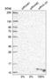 ATP Synthase Membrane Subunit E antibody, NBP1-89496, Novus Biologicals, Western Blot image 