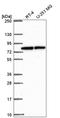 ZMYND4 antibody, HPA065890, Atlas Antibodies, Western Blot image 