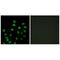 SCAN Domain Containing 1 antibody, A14131, Boster Biological Technology, Immunohistochemistry frozen image 