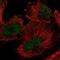 Ariadne RBR E3 Ubiquitin Protein Ligase 2 antibody, NBP2-57762, Novus Biologicals, Immunocytochemistry image 