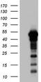 Zinc Finger Protein 500 antibody, TA803351AM, Origene, Western Blot image 