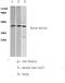 Beta-Actin antibody, LS-C175844, Lifespan Biosciences, Western Blot image 