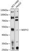 WD Repeat And FYVE Domain Containing 2 antibody, 13-752, ProSci, Western Blot image 