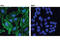 Caldesmon 1 antibody, 12503T, Cell Signaling Technology, Immunofluorescence image 
