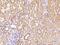 Anaphase Promoting Complex Subunit 13 antibody, 203033-T08, Sino Biological, Immunohistochemistry paraffin image 