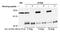 Menin 1 antibody, A300-106A, Bethyl Labs, Western Blot image 