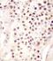 Follistatin Like 3 antibody, 56-333, ProSci, Immunohistochemistry paraffin image 