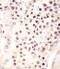 Follistatin-related protein 3 antibody, 56-333, ProSci, Immunohistochemistry paraffin image 