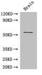 ASH2 Like, Histone Lysine Methyltransferase Complex Subunit antibody, CSB-PA883363LA01HU, Cusabio, Western Blot image 