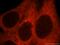 GUF1 Homolog, GTPase antibody, 17489-1-AP, Proteintech Group, Immunofluorescence image 