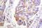 SRBP1 antibody, LS-C192152, Lifespan Biosciences, Immunohistochemistry frozen image 