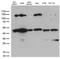 Programmed Cell Death 2 Like antibody, LS-C796366, Lifespan Biosciences, Western Blot image 