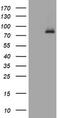 RAS Guanyl Releasing Protein 3 antibody, TA801566, Origene, Western Blot image 