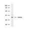 Cell Division Cycle 34 antibody, MA1-23176, Invitrogen Antibodies, Western Blot image 