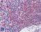 Catalase antibody, 45-026, ProSci, Western Blot image 