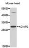 Kv channel-interacting protein 2 antibody, LS-C349033, Lifespan Biosciences, Western Blot image 