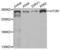 Mechanistic Target Of Rapamycin Kinase antibody, abx004228, Abbexa, Western Blot image 