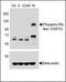 Retinoblastoma-like protein 1 antibody, MBS9214765, MyBioSource, Western Blot image 