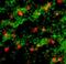 CD25 antibody, PA5-46922, Invitrogen Antibodies, Immunohistochemistry frozen image 