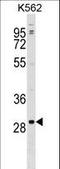 RNA Polymerase III Subunit G antibody, LS-C163858, Lifespan Biosciences, Western Blot image 