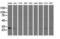 Adenylate Kinase 3 antibody, M08019, Boster Biological Technology, Western Blot image 