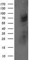TRNA Methyltransferase 2 Homolog A antibody, TA505417S, Origene, Western Blot image 