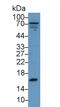 Transthyretin antibody, LS-C301102, Lifespan Biosciences, Western Blot image 