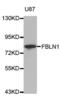 Fibulin 1 antibody, abx002342, Abbexa, Western Blot image 