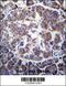 Transducin beta-like protein 2 antibody, 56-679, ProSci, Immunohistochemistry paraffin image 