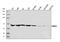 Sterol Regulatory Element Binding Transcription Factor 2 antibody, A01678-2, Boster Biological Technology, Western Blot image 