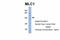 Modulator Of VRAC Current 1 antibody, ARP35249_P050, Aviva Systems Biology, Western Blot image 