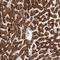 Solute Carrier Family 25 Member 20 antibody, NBP1-86689, Novus Biologicals, Immunohistochemistry paraffin image 