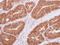 Histone Deacetylase 4 antibody, GTX110231, GeneTex, Immunohistochemistry paraffin image 
