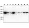 Isocitrate Dehydrogenase (NADP(+)) 1, Cytosolic antibody, GTX57662, GeneTex, Western Blot image 