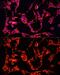 Amine Oxidase Copper Containing 1 antibody, GTX30017, GeneTex, Immunocytochemistry image 