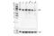 Zinc Finger FYVE-Type Containing 1 antibody, 85156S, Cell Signaling Technology, Western Blot image 