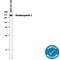 Thrombospondin 1 antibody, AF3074, R&D Systems, Western Blot image 